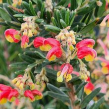 Grevillea Fireworks Picture of Grevillea Fireworks (8551)