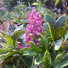 Picture of Grevillea Gaudi Chaudii (6414)