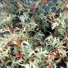 Picture of Grevillea Gaudis Ghost (10657)