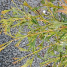 Picture of Grevillea Glabrata (30322)