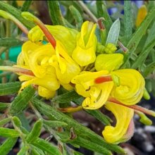 Picture of Grevillea Gold Rush (10597)