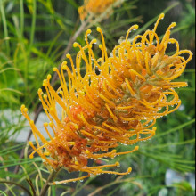 Picture of Grevillea Honey Gem (30323)
