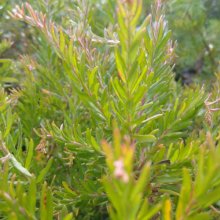 Picture of Grevillea Hot Shots (30324)