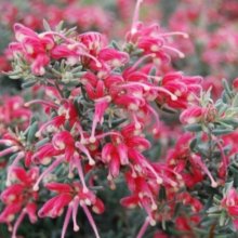Picture of Grevillea Jelly Baby (11227)