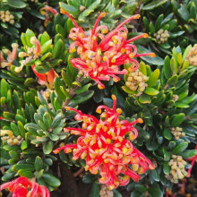 Picture of Grevillea Knockout (10913)