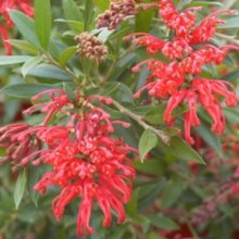 Picture of Grevillea Lady O Std (9785)