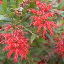 Picture of Grevillea Lady O (8629)