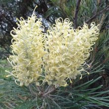 Picture of Grevillea Moonlight (30325)