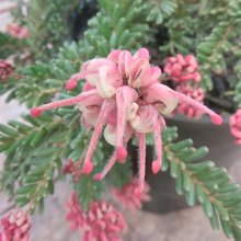 Picture of Grevillea Mt Tamboritha (2252)