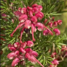 Picture of Grevillea Nancy Otzen (9634)