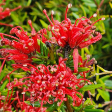 Picture of Grevillea New Blood (9635)