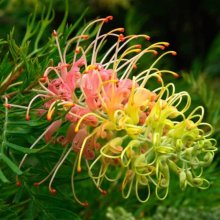 Picture of Grevillea Peaches n Cream (9145)