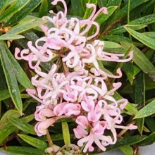 Picture of Grevillea Pink Midget (9718)