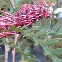 Picture of Grevillea Poorinda Peter (9146)