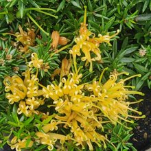 Picture of Grevillea Prostrata Aurea (8196)
