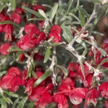 Picture of Grevillea Red Cloud (9721)