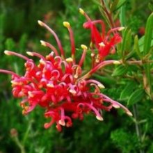 Grevillea Red Clusters Picture of Grevillea Red Clusters (6411)