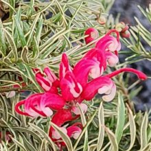 Picture of Grevillea Red Dragon (29865)