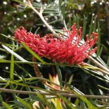 Picture of Grevillea Robin Hood (6050)