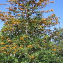 Picture of Grevillea Robusta (7045)