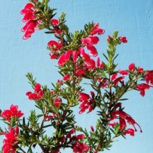 Picture of Grevillea Rondeau (6412)