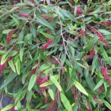 Picture of Grevillea Royal Mantle (11513)