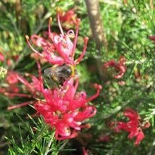 Picture of Grevillea Scarlet Sprite (8899)
