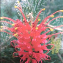 Picture of Grevillea Sea Spray (11540)