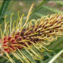 Picture of Grevillea Strawberry Blonde (11225)