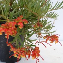Picture of Grevillea Tangerine Dream (29866)