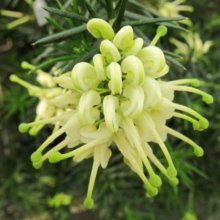 Picture of Grevillea White Knight (10908)