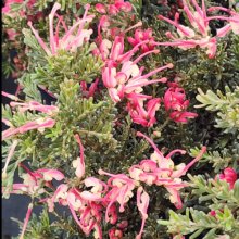 Picture of Grevillea Winter Delight (7350)