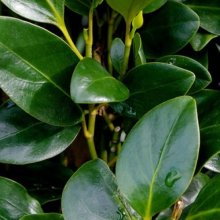 Picture of Griselinia Ardmore Emerald (2254)