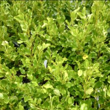 Picture of Griselinia Broadway Mint (2256)