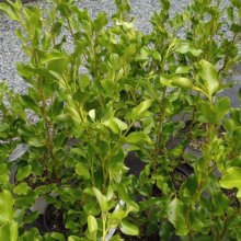 Picture of Griselinia Littoralis (2257)