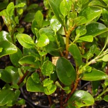 Picture of Griselinia Twilight (6768)