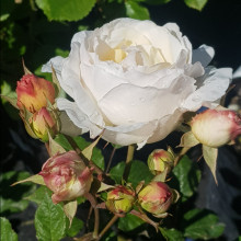 Gruss an Aachen-Rose Picture of Gruss an Aachen-Rose (2267)