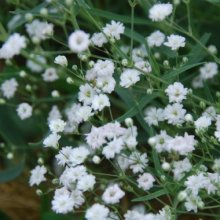 Gypsophila Bristol Fairy Picture of Gypsophila Bristol Fairy (8334)