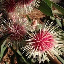 Hakea Laurina Picture of Hakea Laurina (9638)