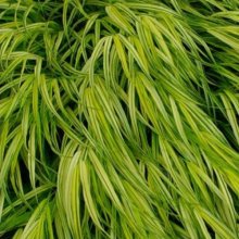 Hakonechloa Macra Aurola Picture of Hakonechloa Macra Aurola (10523)