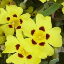 Halimium Lasianthum Picture of Halimium Lasianthum (2281)