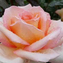 Hamilton Gardens Std 80cm-Rose Picture of Hamilton Gardens Std 80cm-Rose (2289)
