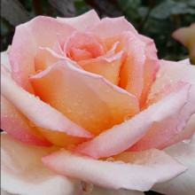Hamilton Gardens-Rose Picture of Hamilton Gardens-Rose (2288)