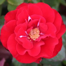 Hans Christian Andersen-Rose Picture of Hans Christian Andersen-Rose (2295)