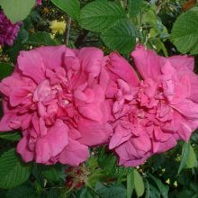 Picture of Hansa-Rose (2297)