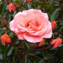 Happy Birthday-Rose Picture of Happy Birthday-Rose (28601)