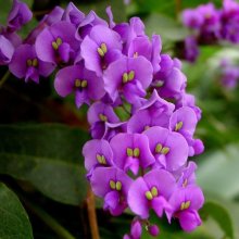 Hardenbergia Happy Wanderer Picture of Hardenbergia Happy Wanderer (7502)