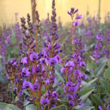 Hardenbergia Regent Picture of Hardenbergia Regent (8105)