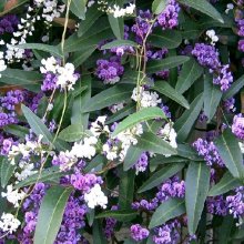 Hardenbergia Violacea Picture of Hardenbergia Violacea (2303)
