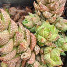 Picture of Haworthia Reinwardtii (30788)